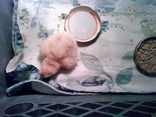 chicksleeping.jpg