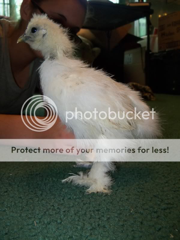 5weekchick024.jpg