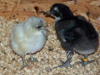 Clementinechicks08-18-10.jpg