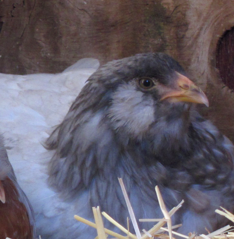 pullet.png
