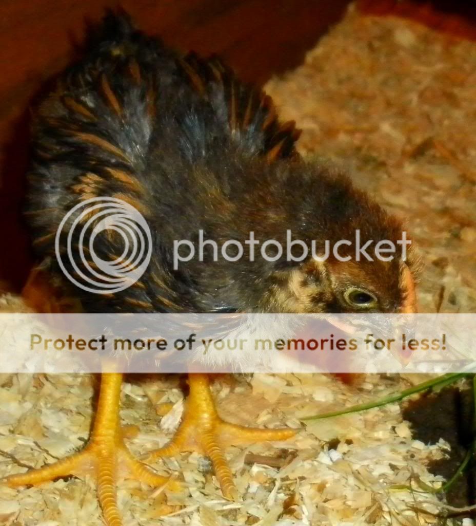 Rooster.jpg