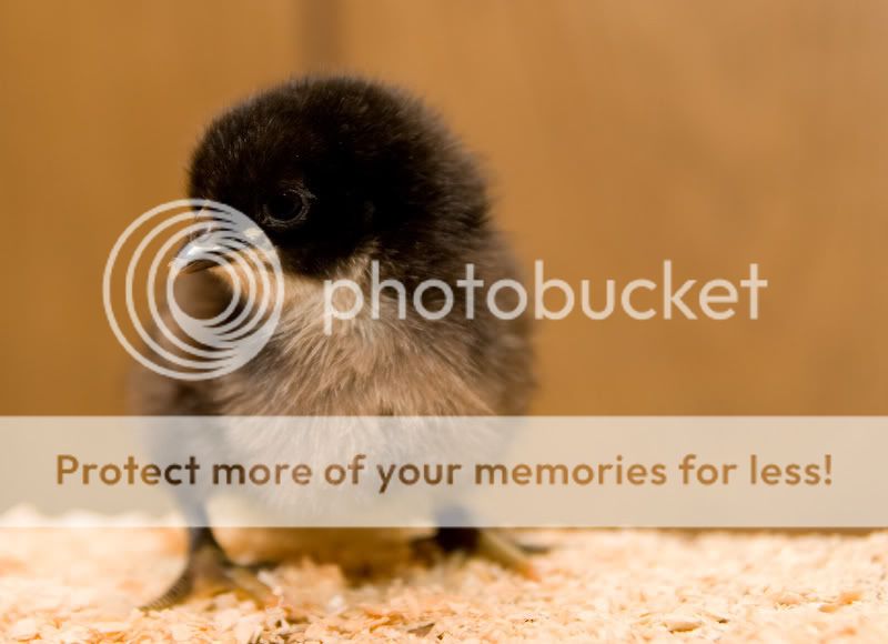 0806babychick001-5.jpg