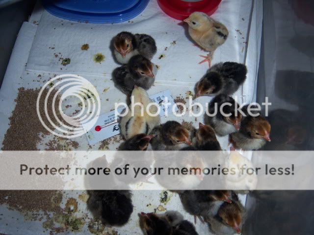 babychicks1-31-09064.jpg