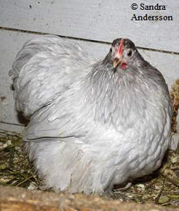 lavenderpekinghen.JPEG