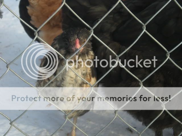 puppiesweek2014.jpg