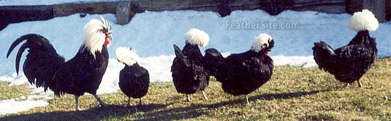 WCBPolFlock.JPEG