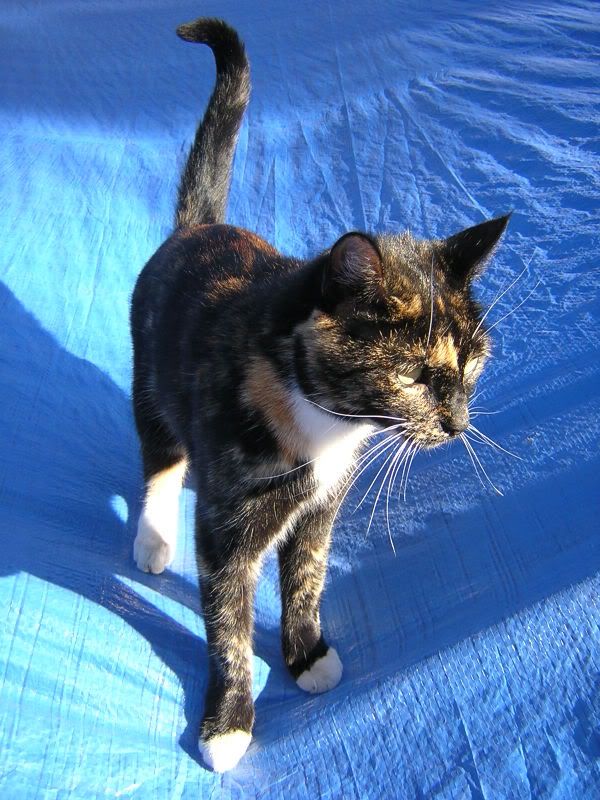 deedaaontheroof003.jpg