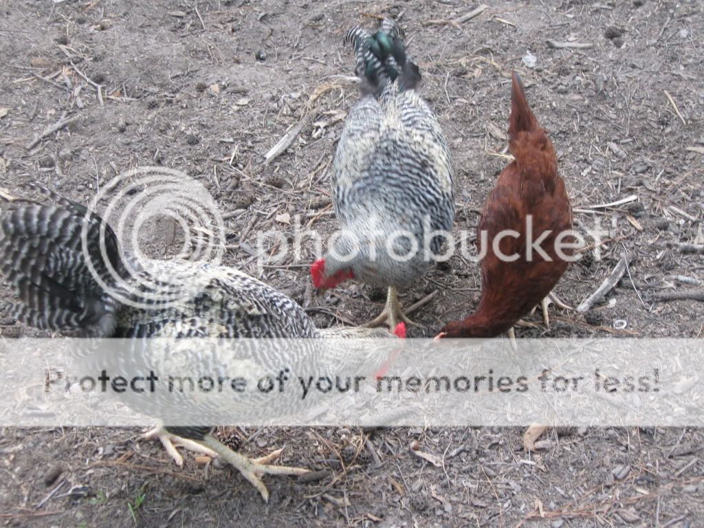 chickens7-11085.jpg