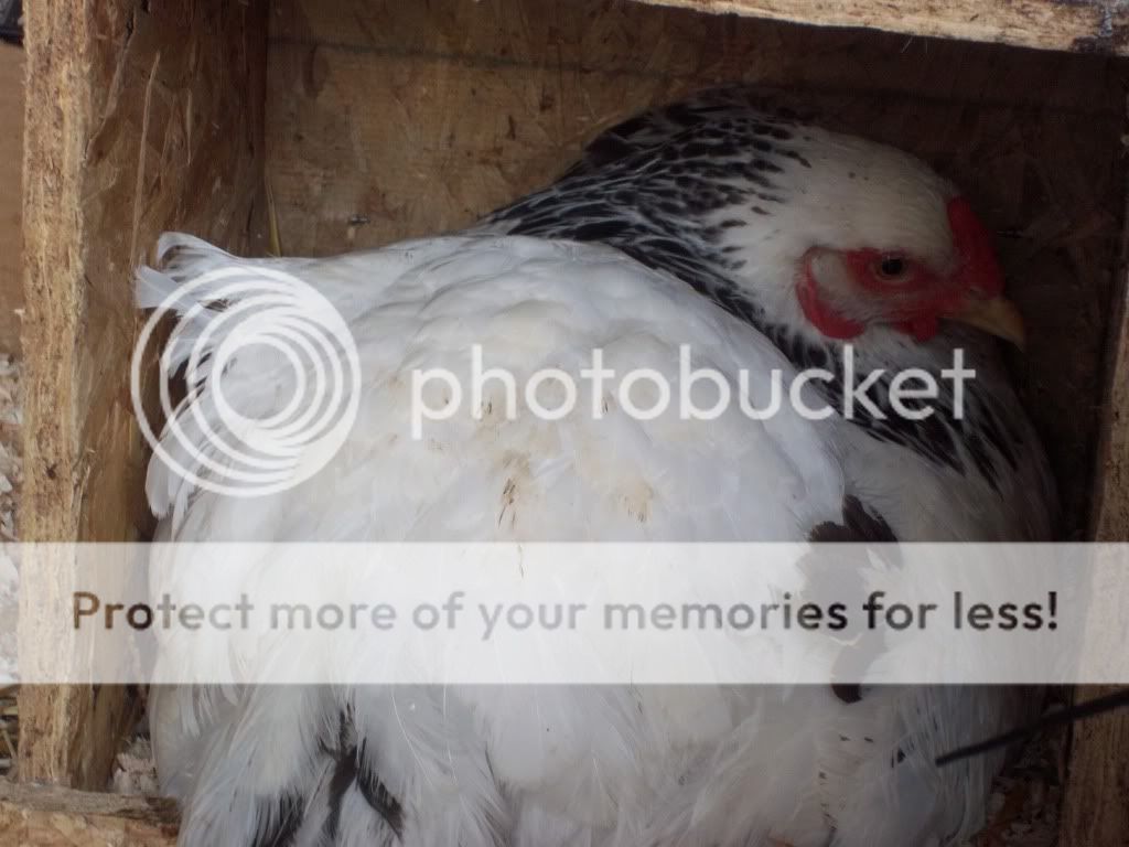 6-19-2011024.jpg