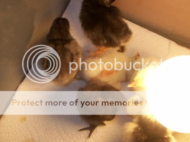 chick044.jpg