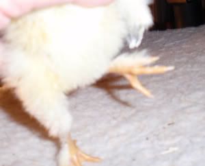 spunky_foot2.jpg
