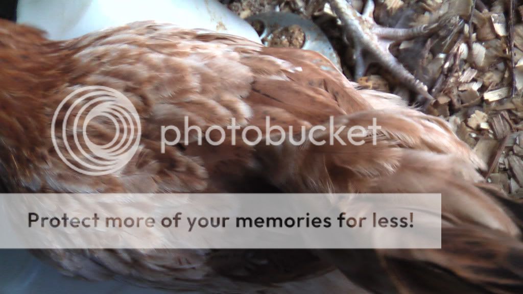 junechickens017.jpg