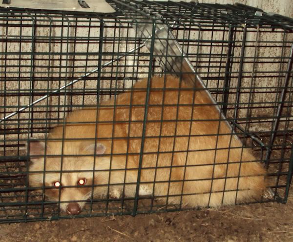 AlbinoRaccoon.jpg