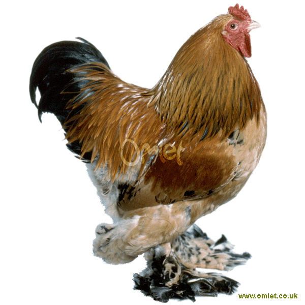 brahma_gold_f_600.gif