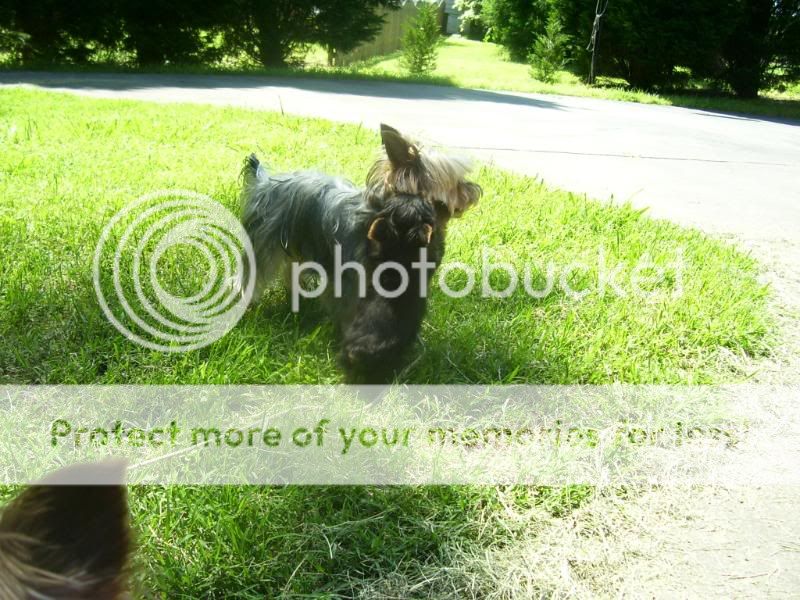 Puppy5-26-08036.jpg