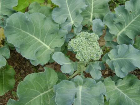 garden9.jpg