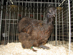 Zijdehoenders_Dubbelgezoomd_hen.jpg