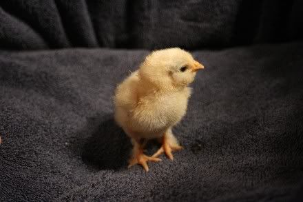 ChickColor4a.jpg