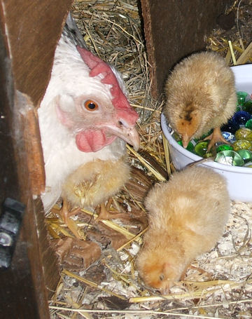 all_three_chicks_thumb.jpg
