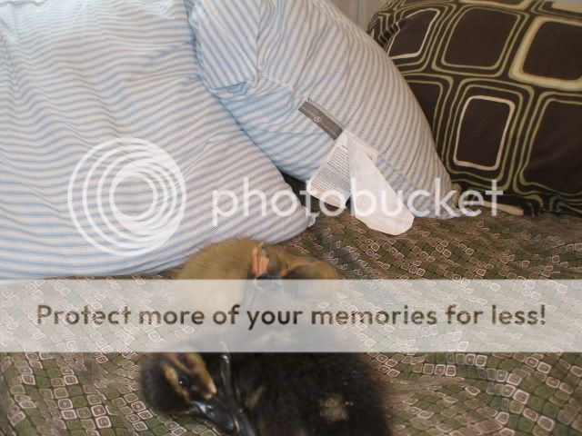 Picture066.jpg
