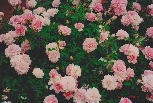 tumblr_m010oyAthn1rq6opho1_500.jpg