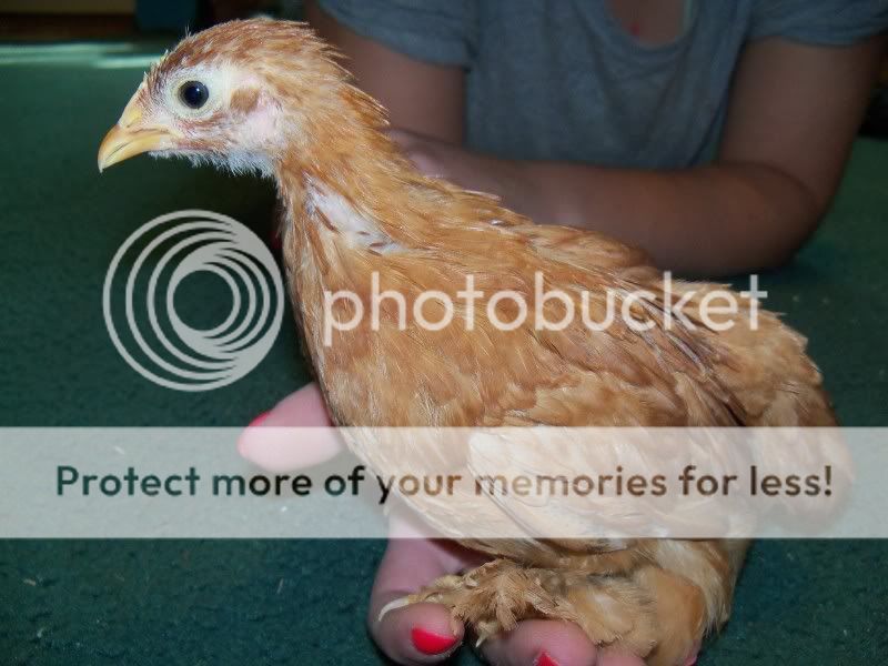 5weekchick018.jpg