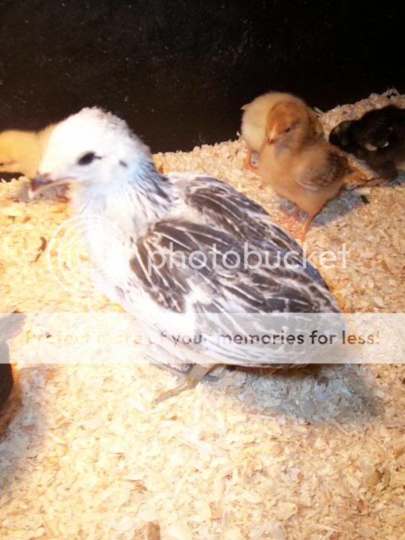ChickensandSkidloader051.jpg