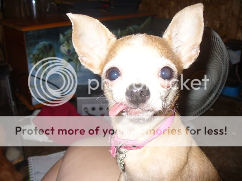 pets019.jpg