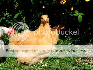 DSCF5416.jpg