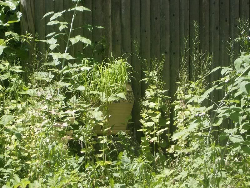 HPIM0330.jpg