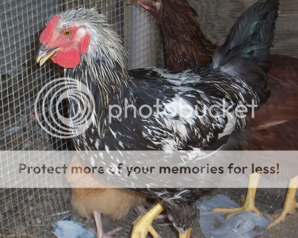 rooster.jpg