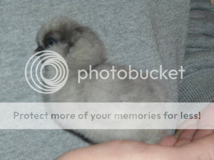 chick423Dec07.jpg