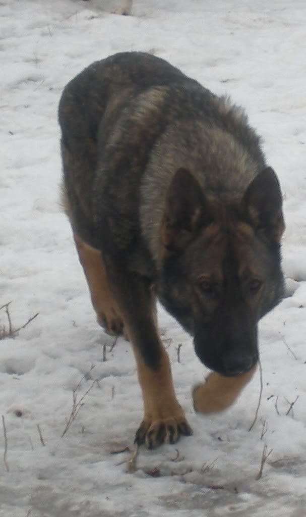 dogsfeb11009.jpg