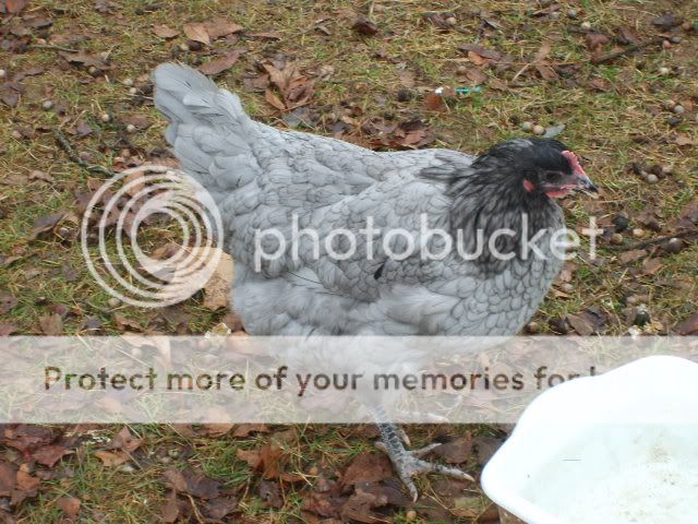 1-21-10flock017.jpg