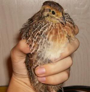 quail3male.jpg