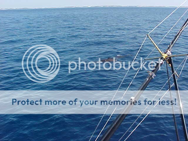 Dolphin4.jpg