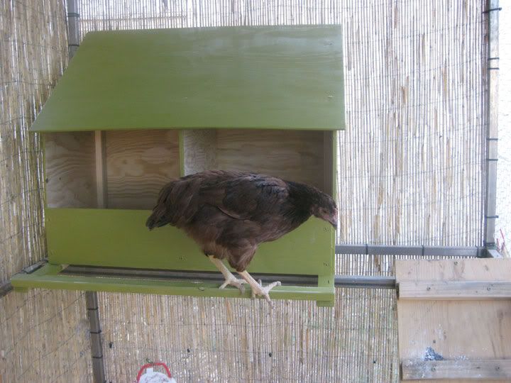 nest-box-1.jpg