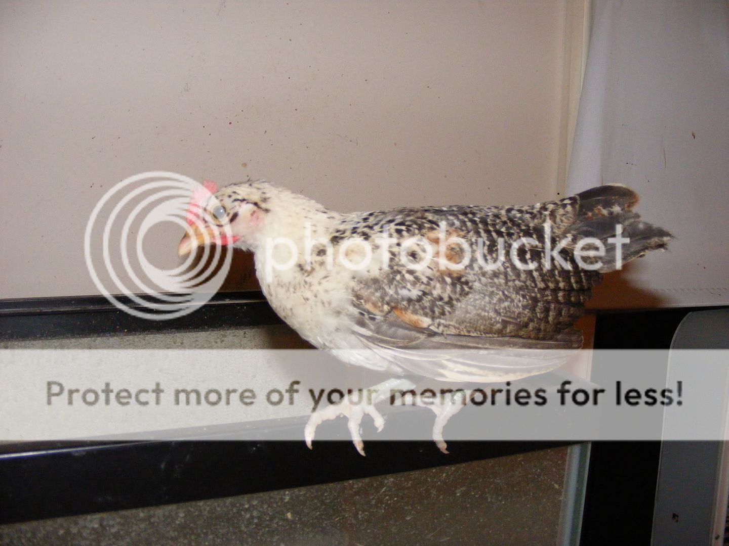 DSCF8295.jpg