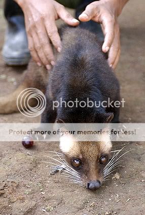 luwak.jpg