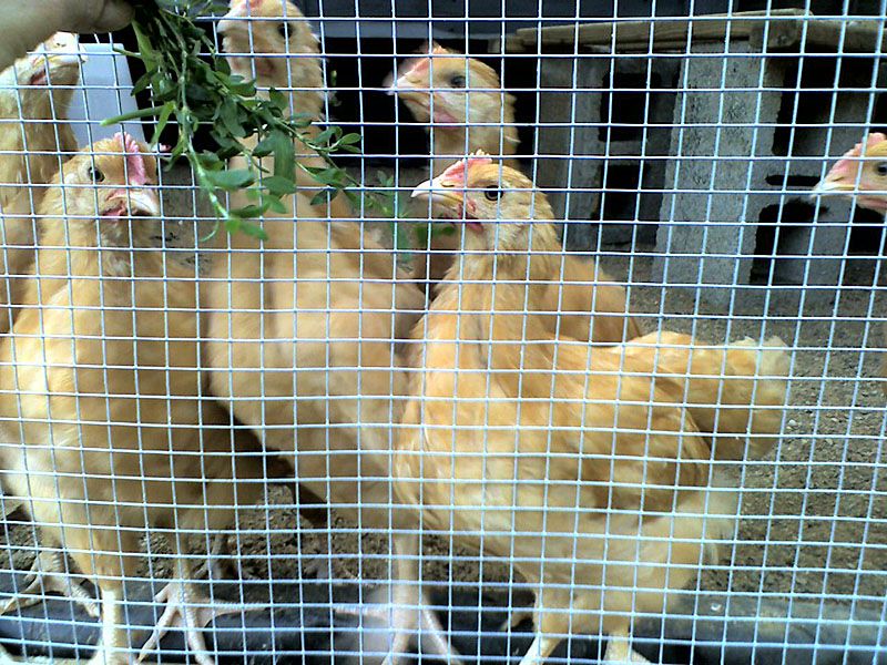 6weekoldchickens.jpg