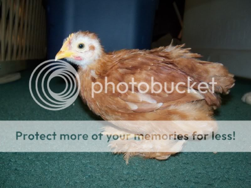 5weekchick058.jpg