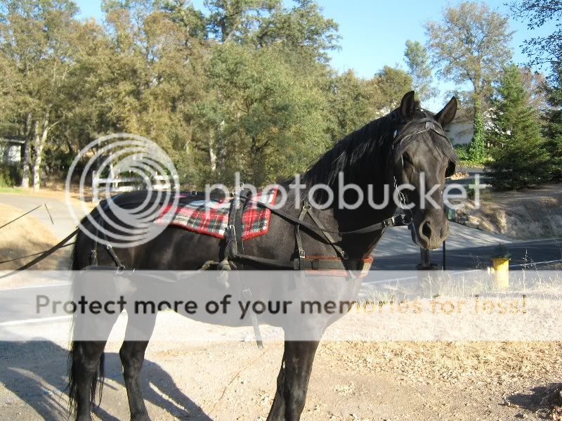 IMG_0953Standarde-mailview.jpg