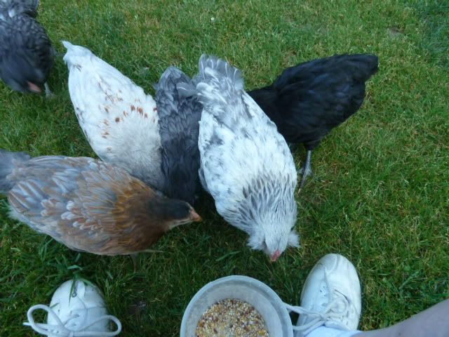 chickroo3.jpg