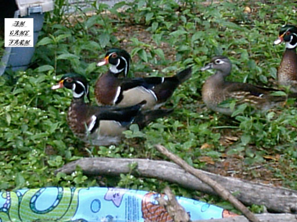 BIRDS196.jpg