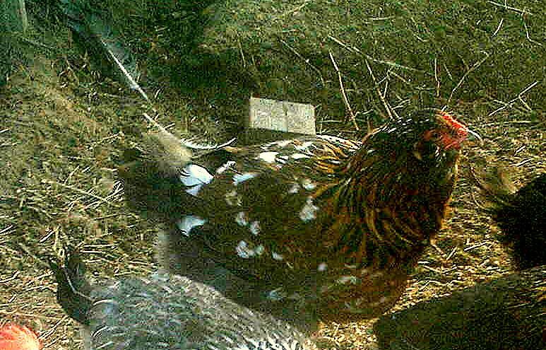 MyChickens11_29_08019-3.jpg