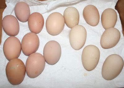 orpeggs.jpg