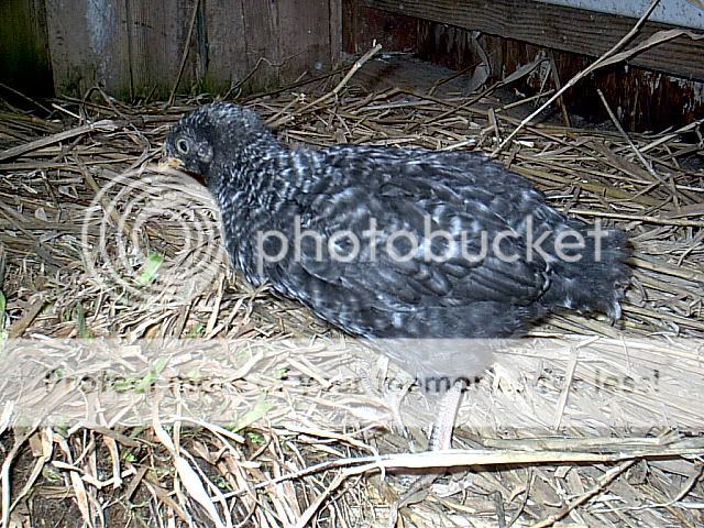 Picture087.jpg