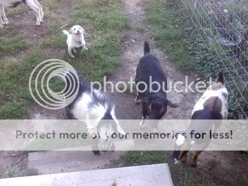 goatsanddogs.jpg