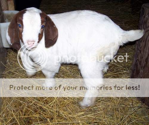 heifer36.jpg