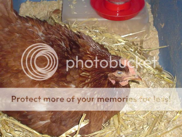 incubatorpics019.jpg